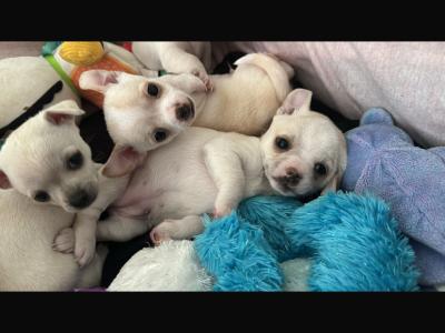 Purebred Chihuahua puppies in Dublin