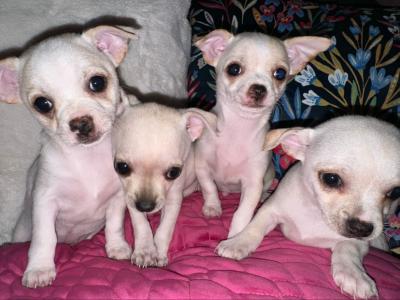 Purebred Chihuahua puppies in Dublin