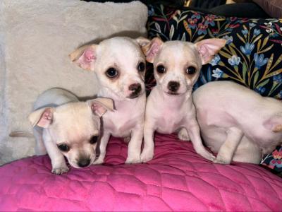 Purebred Chihuahua puppies in Dublin