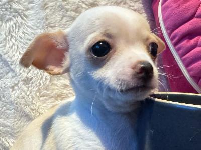 Purebred Chihuahua puppies in Dublin