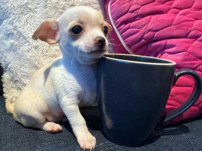Purebred Chihuahua puppies in Dublin