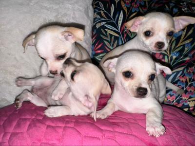 Purebred Chihuahua puppies in Dublin