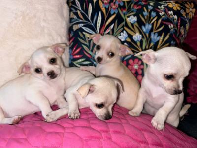 Purebred Chihuahua puppies in Dublin