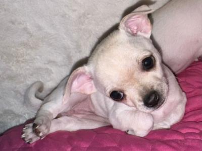 Purebred Chihuahua puppies in Dublin