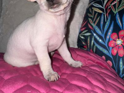 Purebred Chihuahua puppies in Dublin