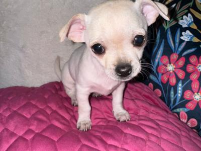 Purebred Chihuahua puppies in Dublin