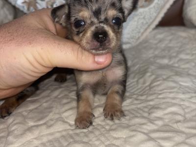 Merle Male Teacup Chihuahua puppy for sale in Laois. WhatsApp me on 0858376290