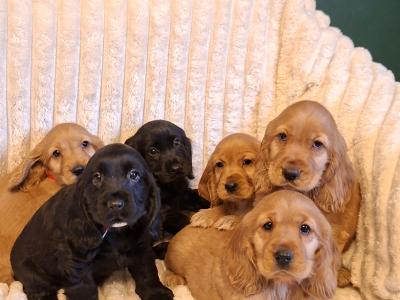 Cocker Spaniel puppies in Cavan