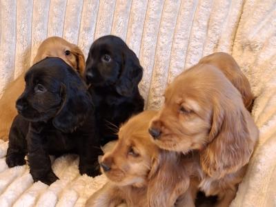 Cocker Spaniel puppies in Cavan