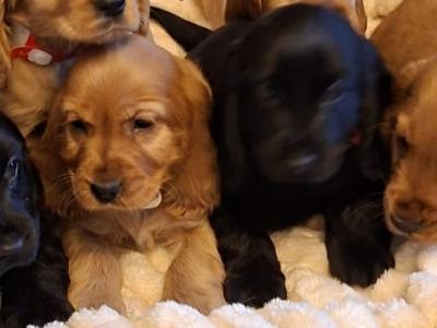 Cocker Spaniel puppies in Cavan