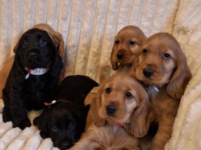 Cocker Spaniel puppies in Cavan