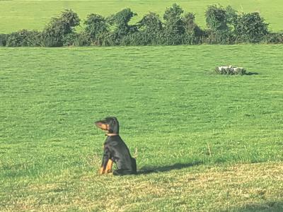 Male Dobermann puppy in Kerry