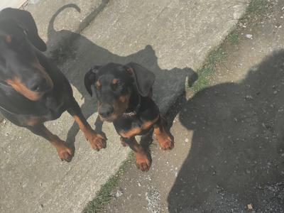 Male Dobermann puppy in Kerry