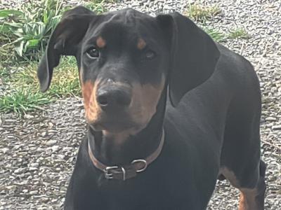 Male Dobermann puppy in Kerry