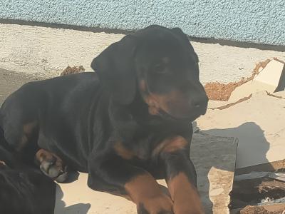 Male Dobermann puppy in Kerry
