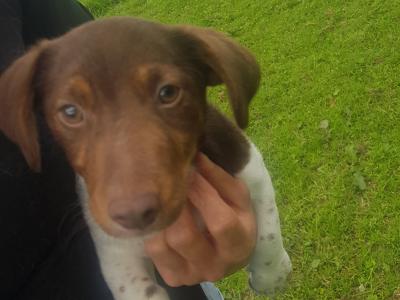 Cocker Spaniel x Jack Russell