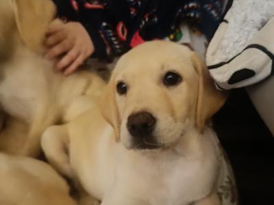 **!! Outstanding Labrador puppies in Cavan !! Intelligent, loyal and eager to please !!**