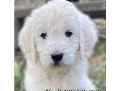 F1 Goldendoodle puppies in Clare