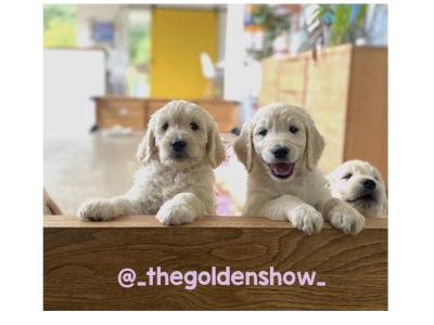 F1 Goldendoodle puppies in Clare