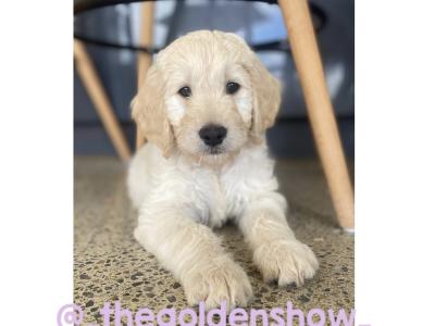 F1 Goldendoodle puppies in Clare