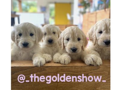F1 Goldendoodle puppies in Clare