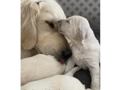 F1 Goldendoodle puppies in Clare