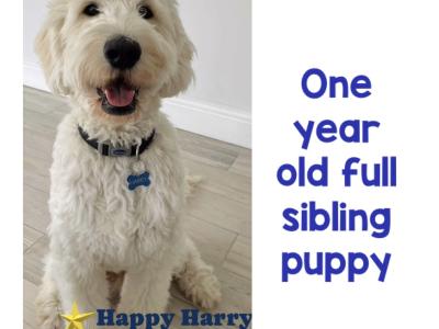 F1 Goldendoodle puppies in Clare