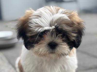 2 beautiful Shih Tzu girl puppies left in Galway