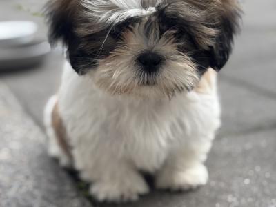 2 beautiful Shih Tzu girl puppies in Galway