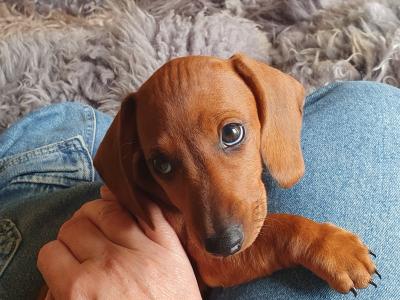 Beautiful red and dapple dachshunds