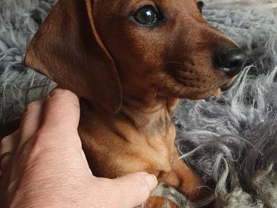 Beautiful Red and Dapple Dachshund puppies in Limerick