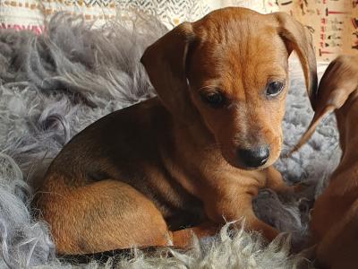 Beautiful Red and Dapple Dachshund puppies in Limerick