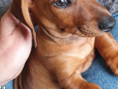 Beautiful Red and Dapple Dachshund puppies in Limerick