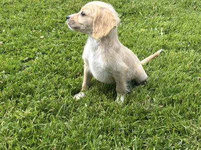 Cavachon puppies ♥️♥️ in Carlow only male available