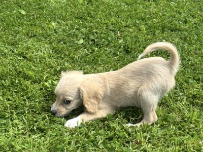 Cavachon puppies ♥️♥️ in Carlow only male available
