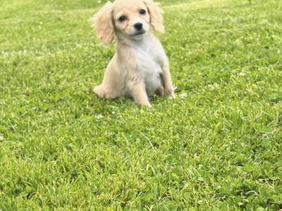 Cavachon puppies ♥️♥️ in Carlow only male available