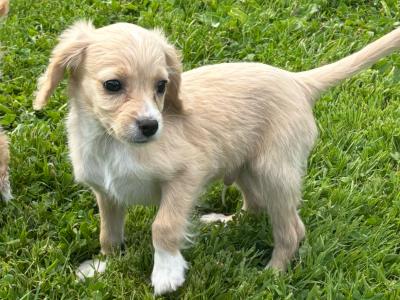 Cavachon puppies ♥️♥️ in Carlow only male available