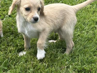 Cavachon puppies ♥️♥️ in Carlow only male available