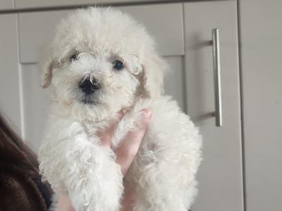 Exclusively bred Poochon puppies 2 snow White males in Wexford