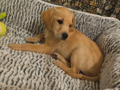Outstanding Labrador puppies in Cavan !! Intelligent, loyal and eager to please !!**