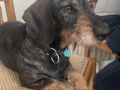 Dachshund x Scottish Terrier puppies in Kildare