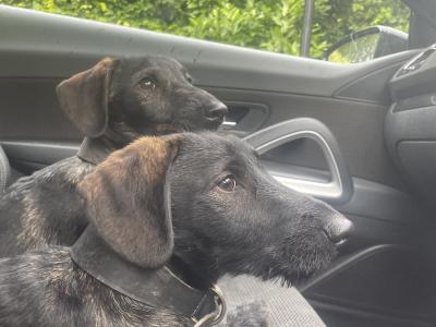 Dachshund x Scottish Terrier puppies in Kildare