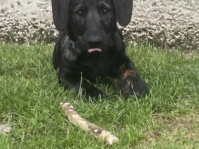 Dachshund x Scottish Terrier puppies in Kildare