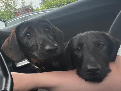 Dachshund x Scottish Terrier puppies in Kildare