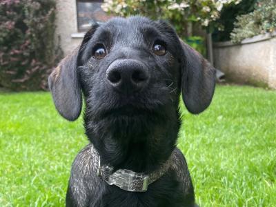 Dachshund x Scottish Terrier puppies in Kildare