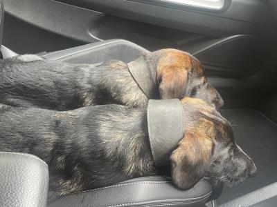 Dachshund x Scottish Terrier puppies in Kildare