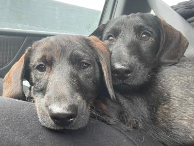 Dachshund x Scottish Terrier puppies in Kildare