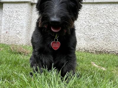 Dachshund x Scottish Terrier puppies in Kildare