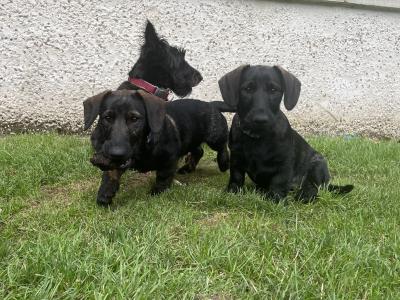 Dachshund x Scottish Terrier puppies in Kildare