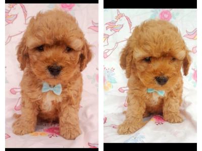 Beautiful Vet checked Maltipoo puppies in Cavan